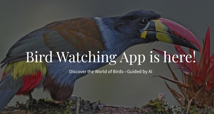 Birdwatching